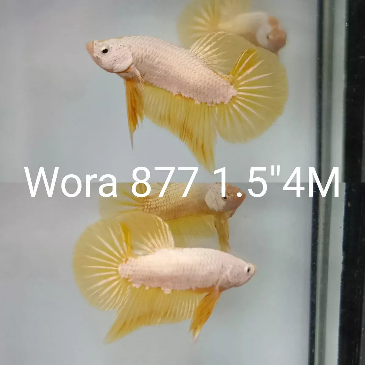 (WORA-877) GOLD YELLOW DRAGON PLAKAT MALE BETTA