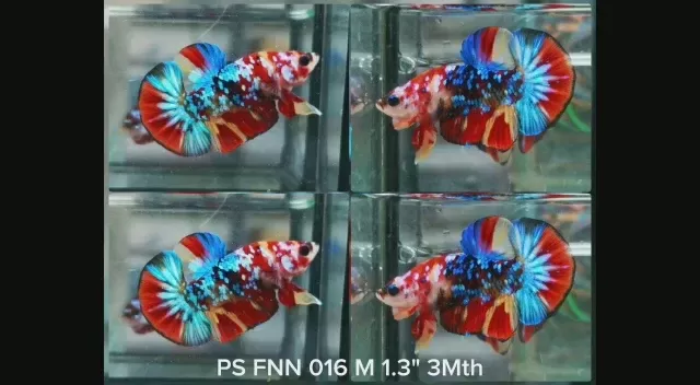 X(PS-016) BLACK GALAXY NEMO PLAKAT MALE BETTA